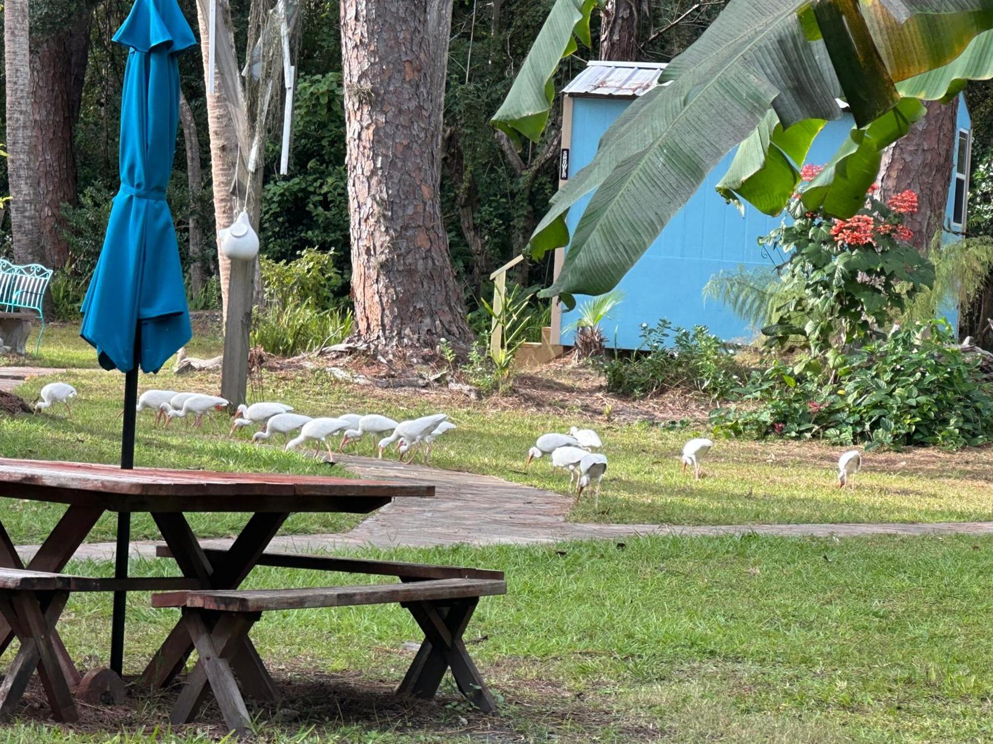 Nature Coast Inn & Cottages Inglis Екстериор снимка